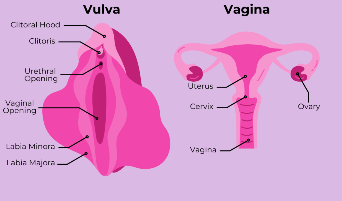 Healthy Female Urethral Opening Healthy Female Urethral Opening